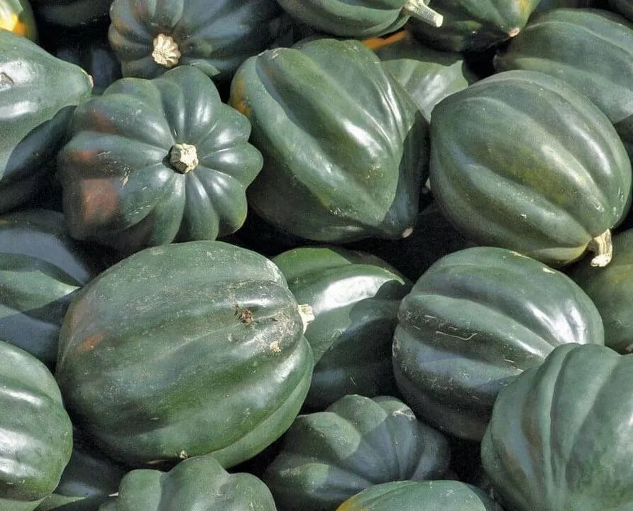 Acorn Squash Seeds – Table King Bush Winter Cucurbita pepo Vegetable Garden, Culinary, Compact Growth