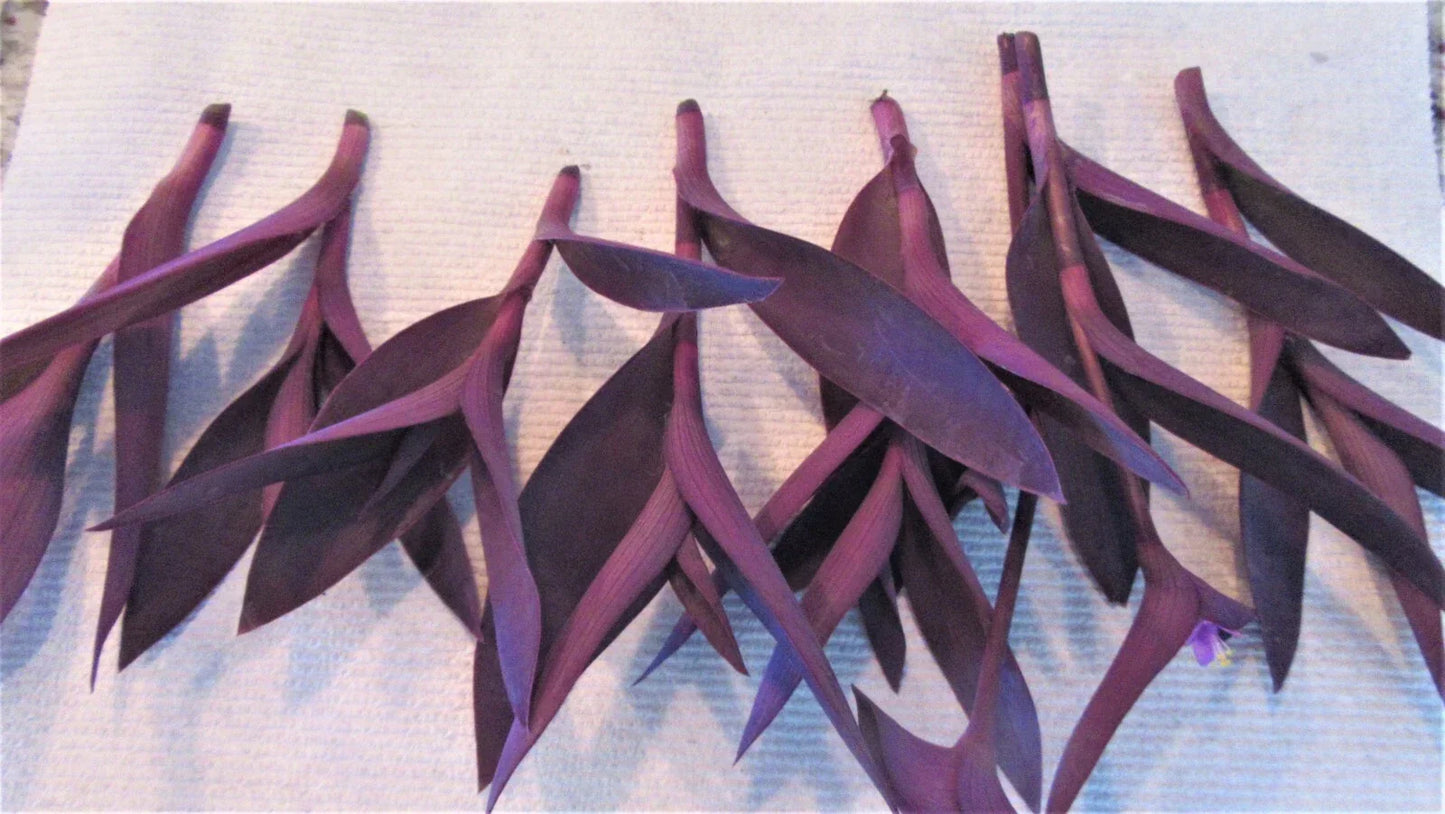 Purple Heart Cuttings - 8 Live Stem Propagation Plants - Tradescantia Pallida Purpurea Indoor Decor