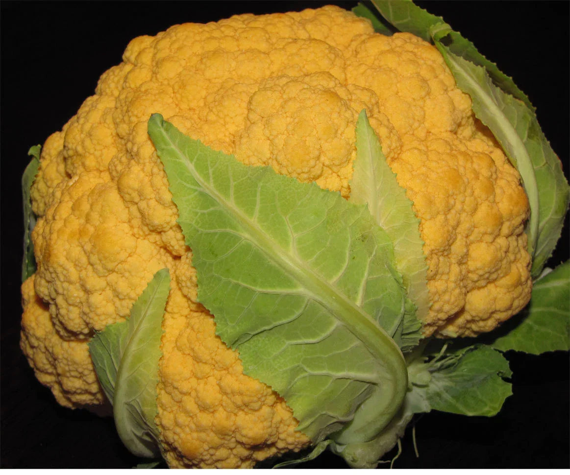 Cheddar Cauliflower Seeds - 25+ Non-GMO Brassica oleracea var. botrytis for Vibrant Orange Heads, Home Garden, Full Sun, Packaged Seeds