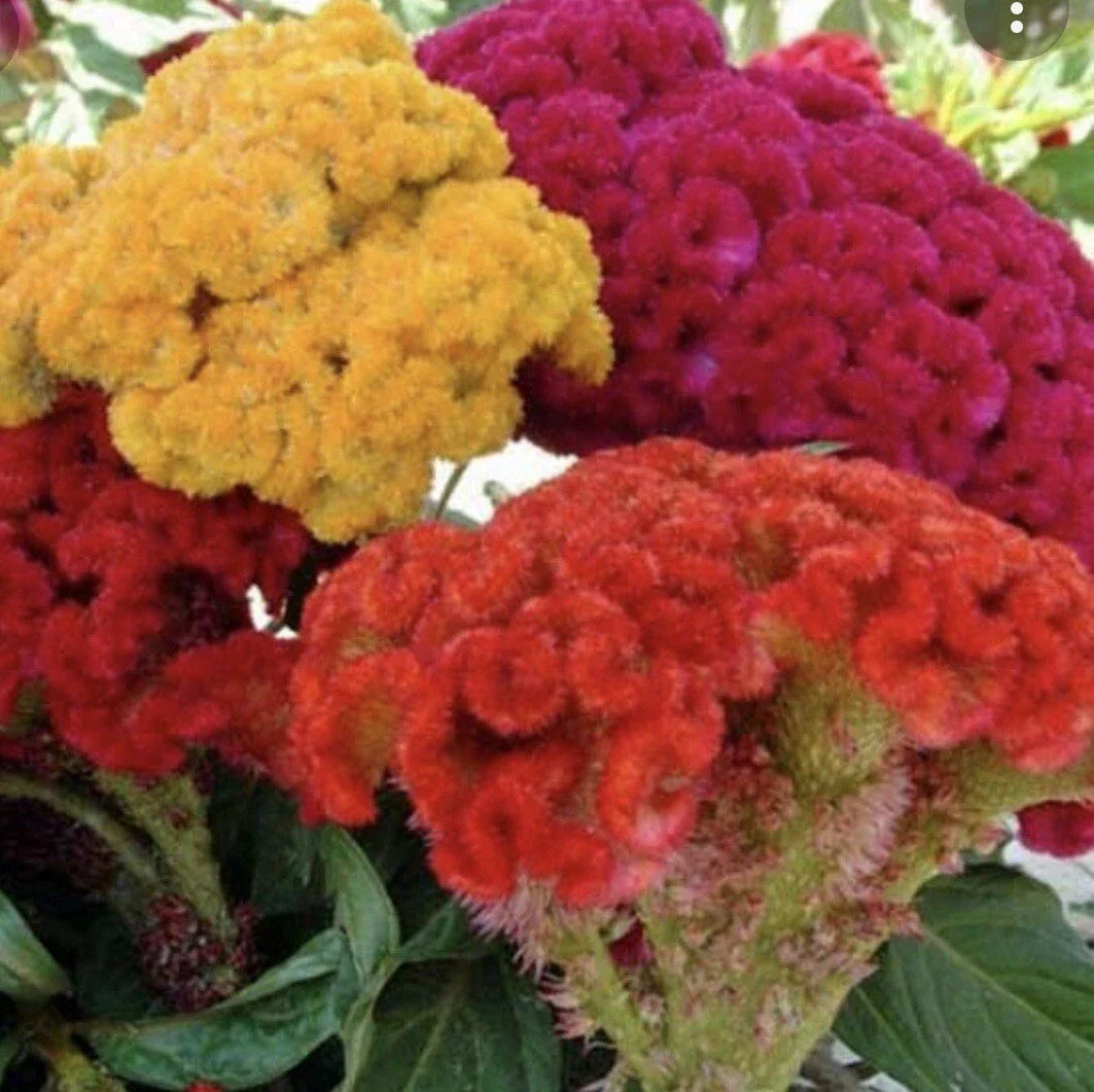 Celosia Seeds - 200+ Cockscomb (Celosia Cristata) Annual Flower Seeds for Garden & Containers