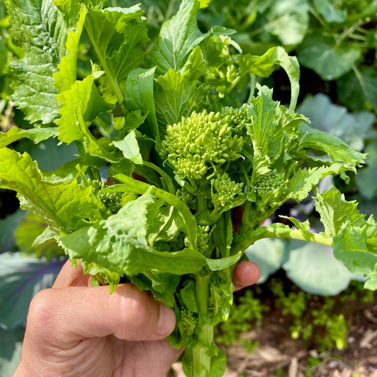 Broccoli Raab Seeds - 100 Seeds - Spring Rapini - Brassica rapa - Non-GMO Heirloom Vegetable Seeds for Home Garden