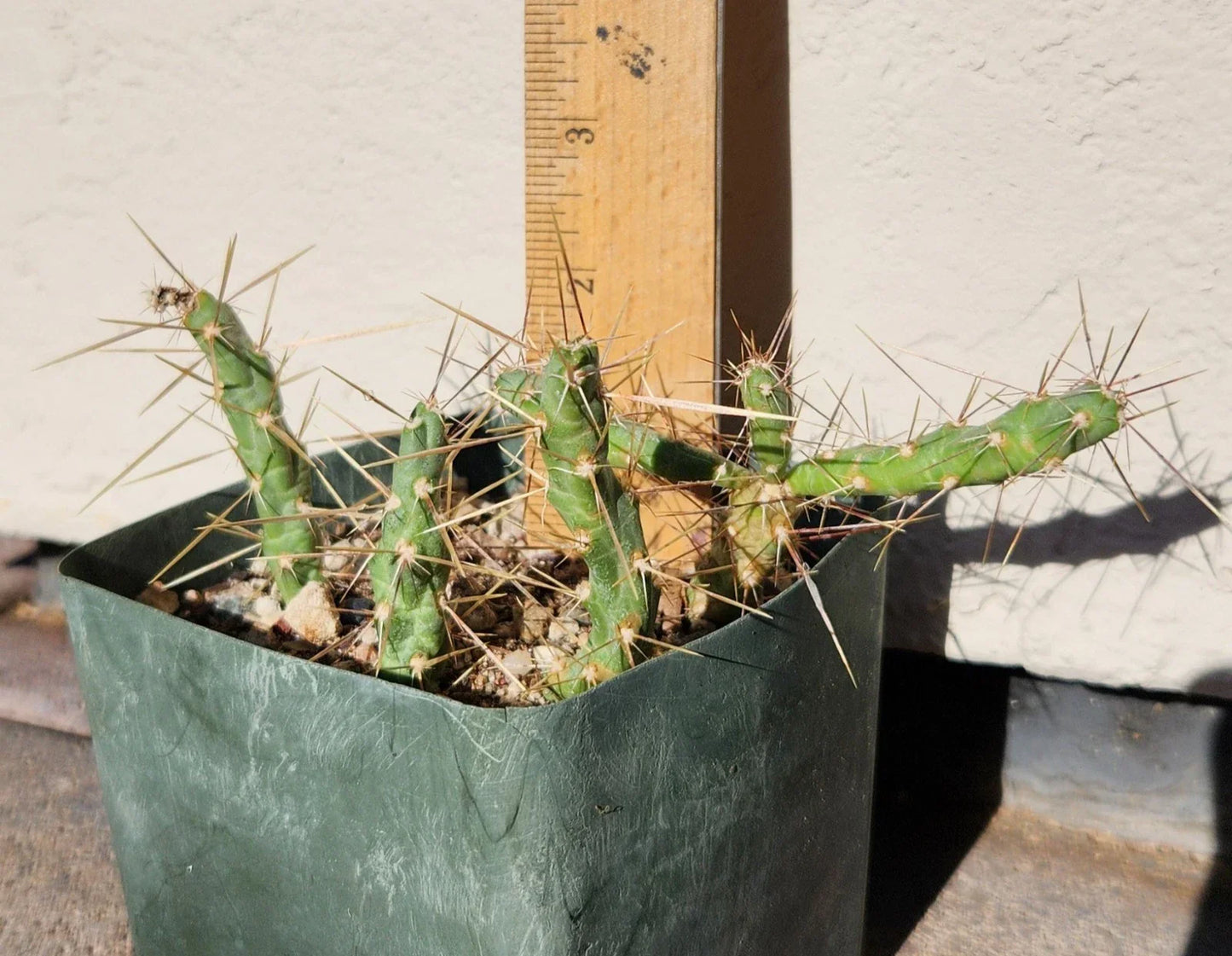 Cylindropuntia Davisii Thistle Cholla Cactus Plant Cutting Lot (4) – Live Rooted Succulents for Landscaping & Decor