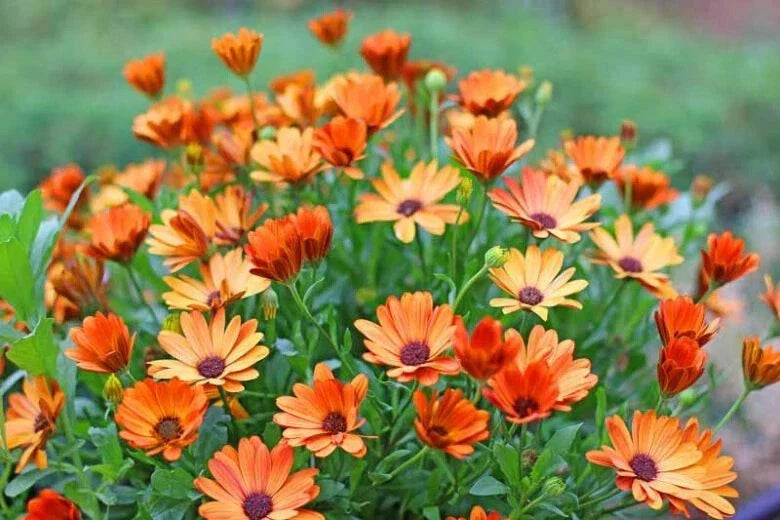 African Daisy Seeds - 200+ Pack - Arctotis spp. Garden Flower for Borders & Containers - USA Grown, Non-GMO, Free Shipping