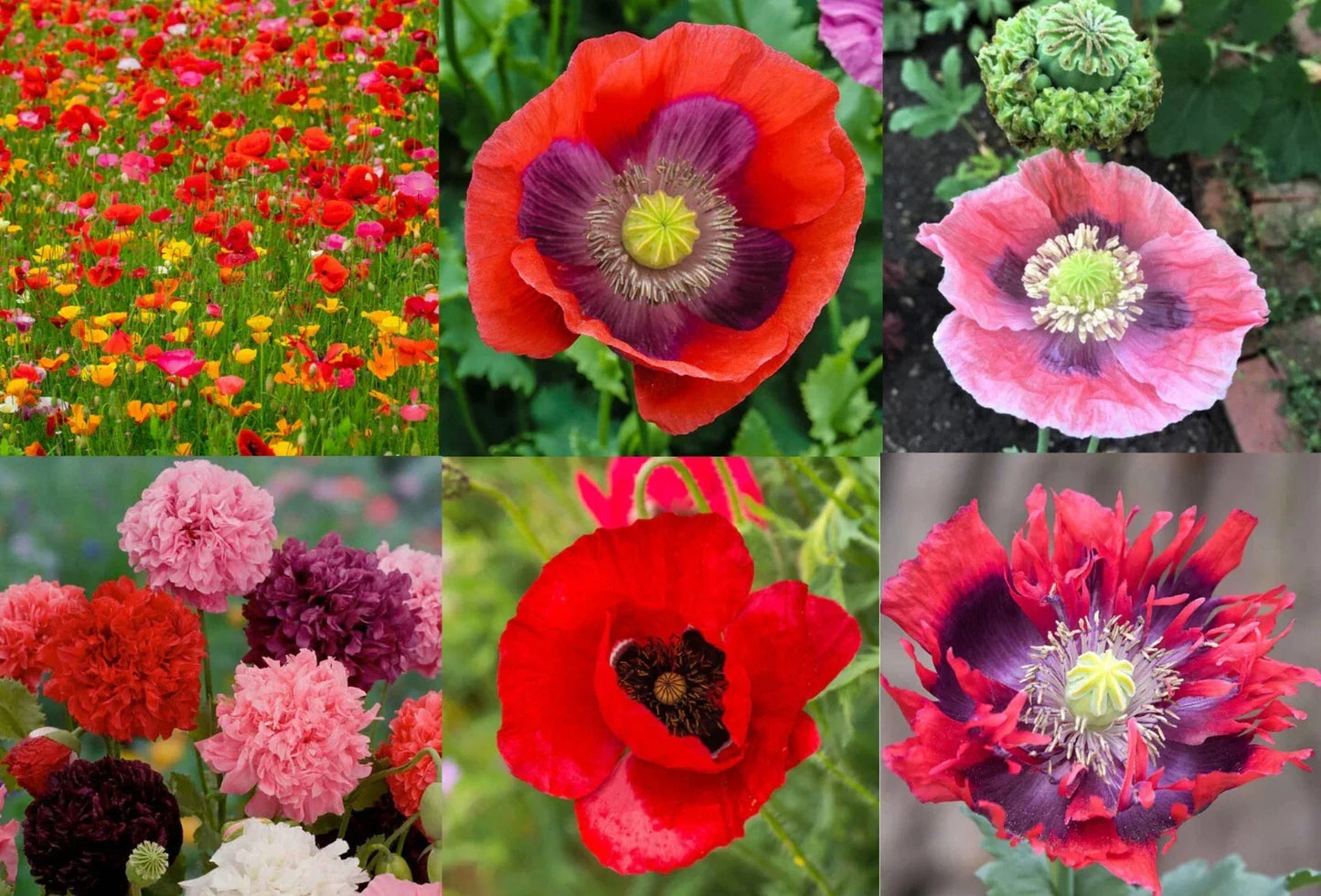 Landscaper's Pack Poppy Seeds - Breadseed Papaver somniferum, Non-GMO, 5000 Seeds for Garden Borders & Wildflower Displays