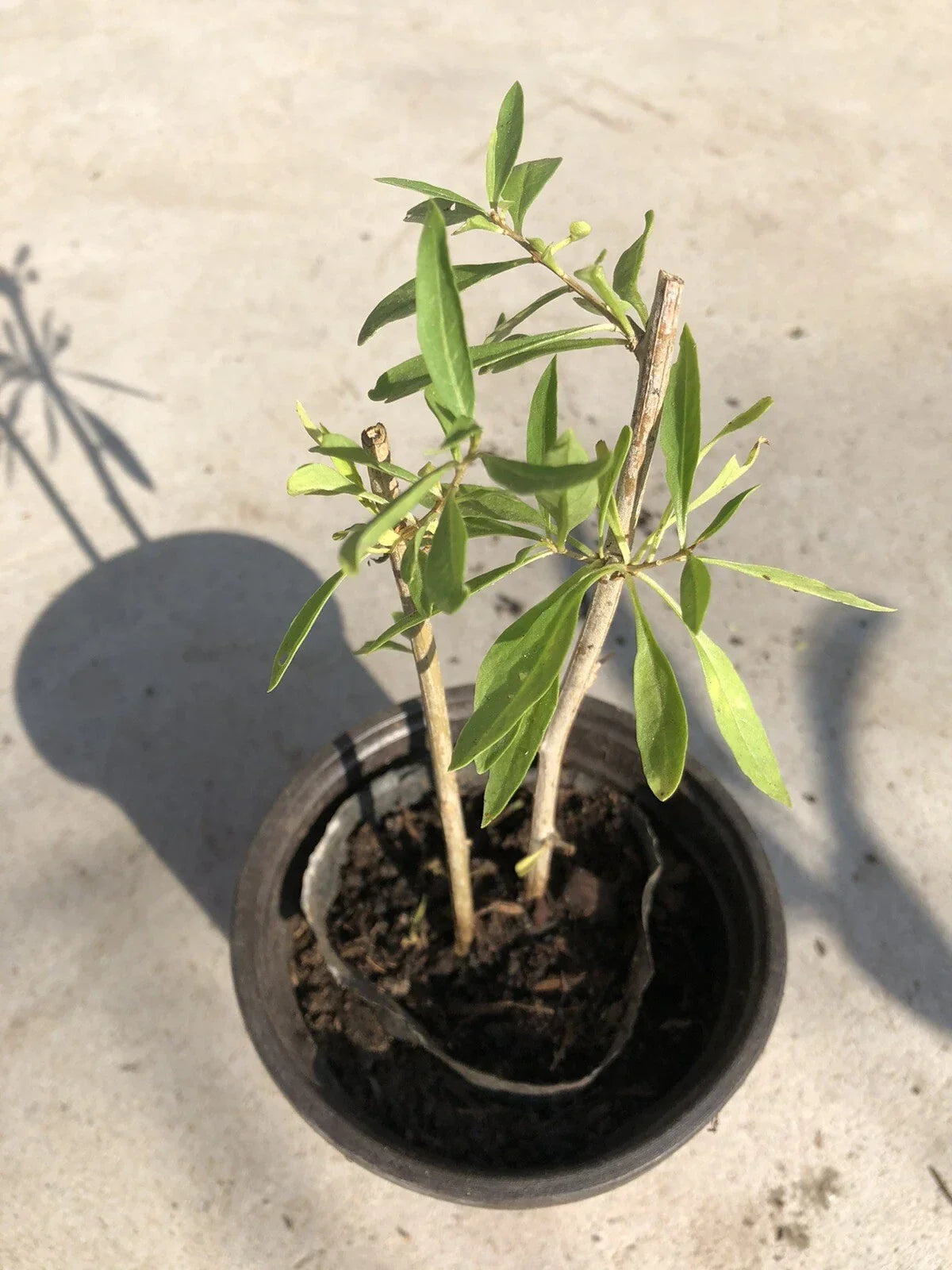 Goji Berry Plant Cuttings in Pot – Live Lycium barbarum for Easy Gardening and Fresh Berries