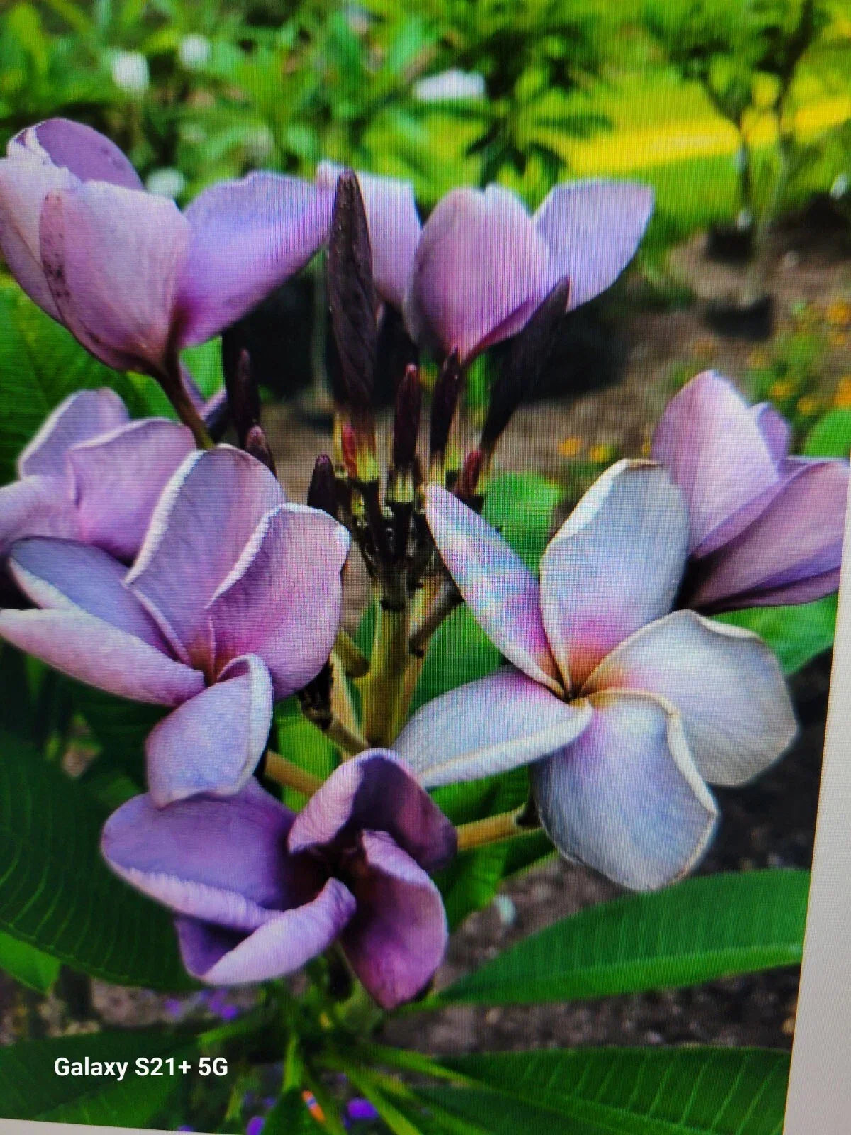 Purple Plumeria Plant in 3-Inch Pot, Live Rooted Frangipani from Seeds, Tropical Garden Flower, Plumeria spp.