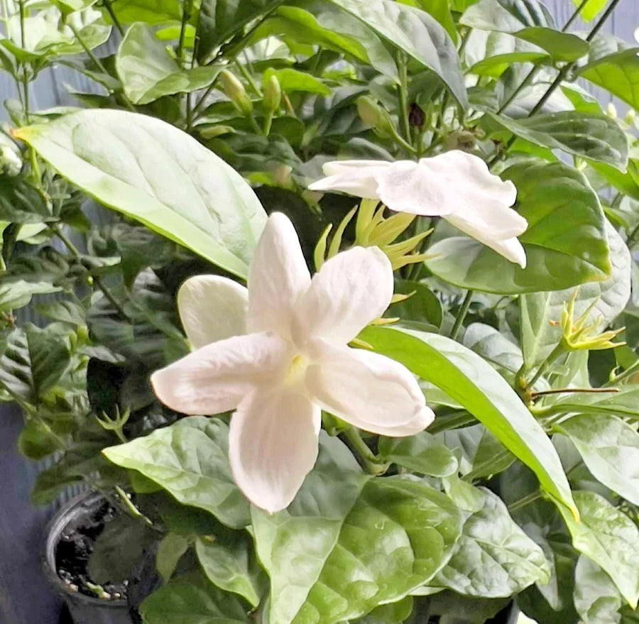Arabian Jasmine Live Plant 6-Inch Pot, Fragrant Jasminum sambac, White Flowers, Indoor Outdoor, Low Maintenance