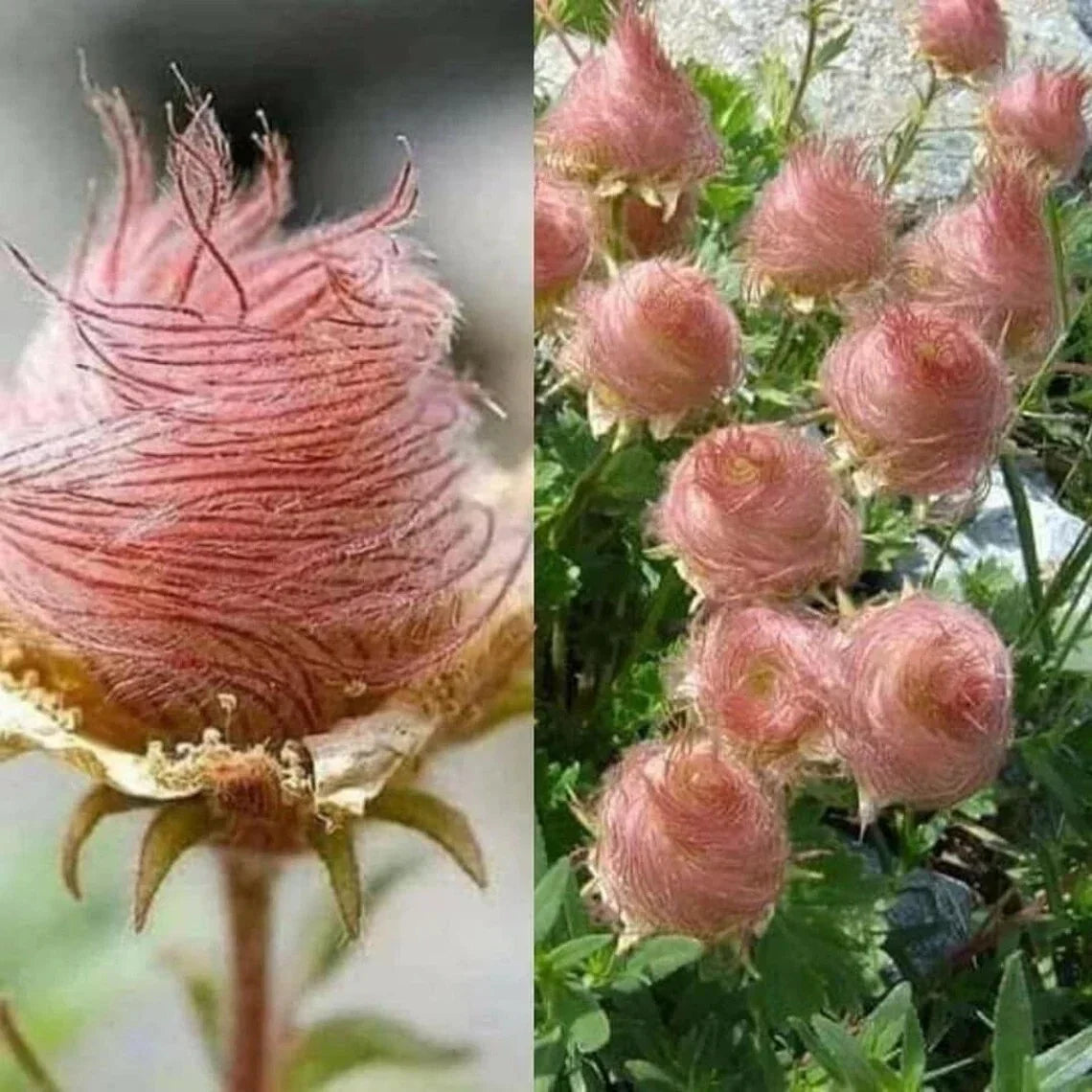Geum Prairie Smoke Seeds - Cherry Drop - Deer Resistant Perennial Flower Seeds for Borders & Gardens - Geum triflorum