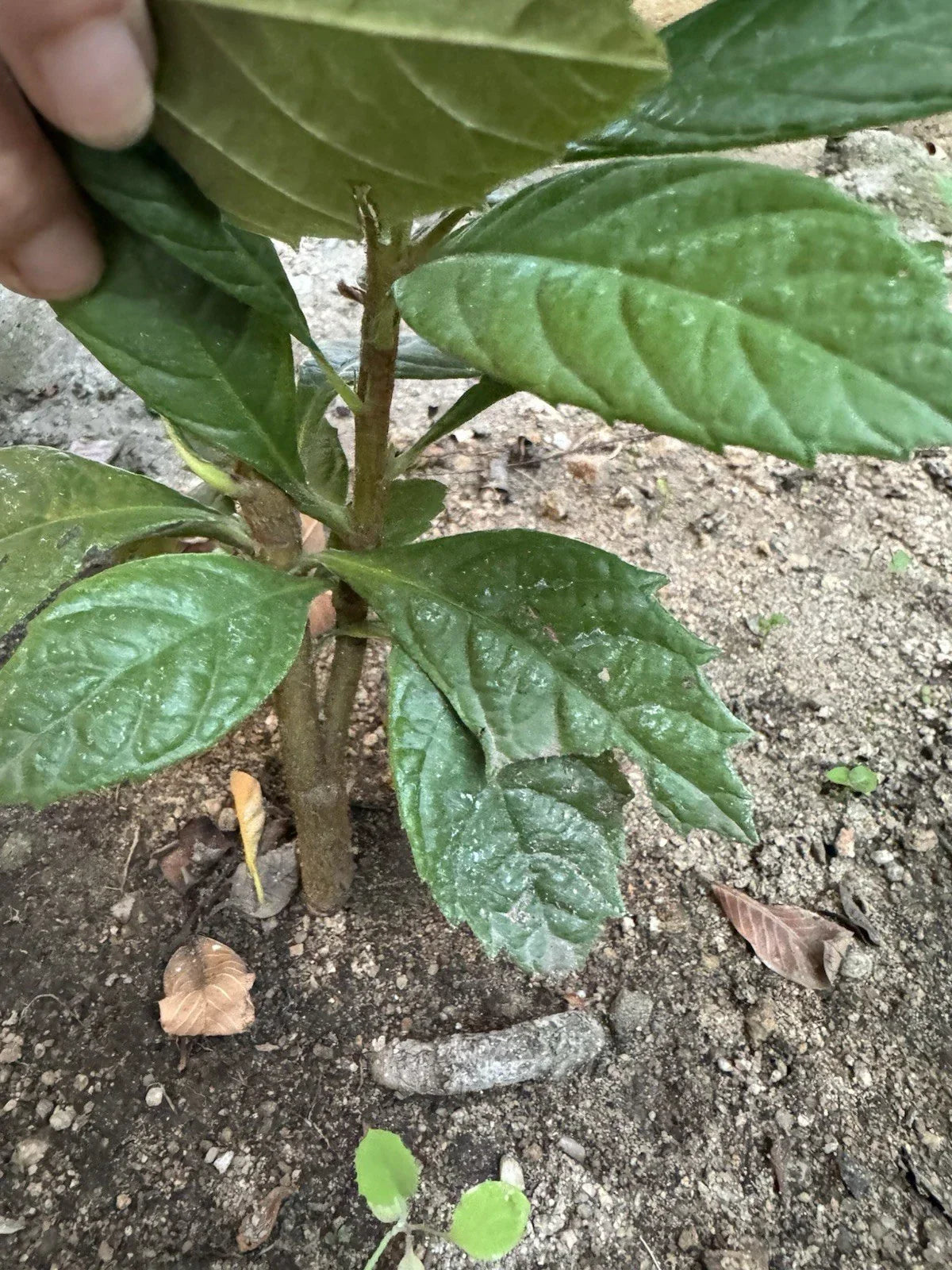 Loquat Tree Seedling - 8” Organic Eriobotrya japonica - No Pot, Ready to Plant, Free Shipping