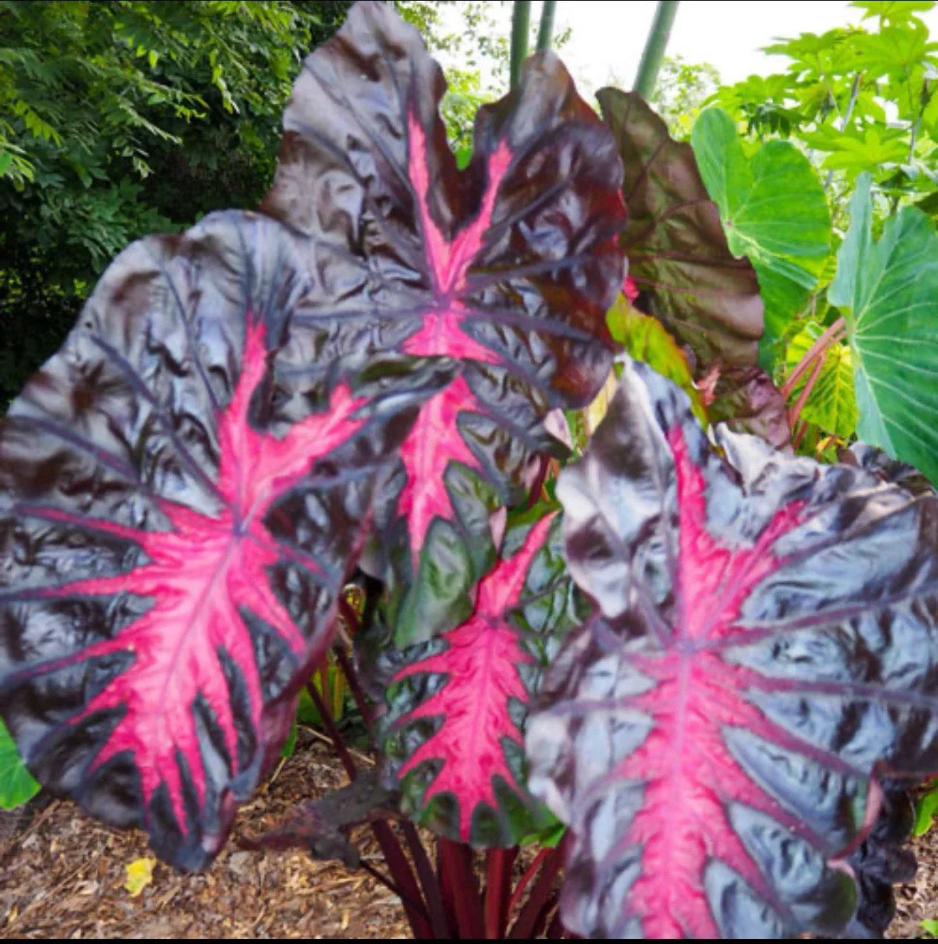 Small Rooted Starter Plant - Colocasia esculenta Elephant Ear Tropical Foliage Plant for Garden or Indoor Decor