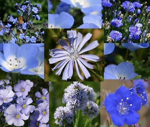 Wildflower Seeds 1 Oz Bulk Blue Mix – Native Pollinator-Friendly Wildflowers for Gardens and Landscapes