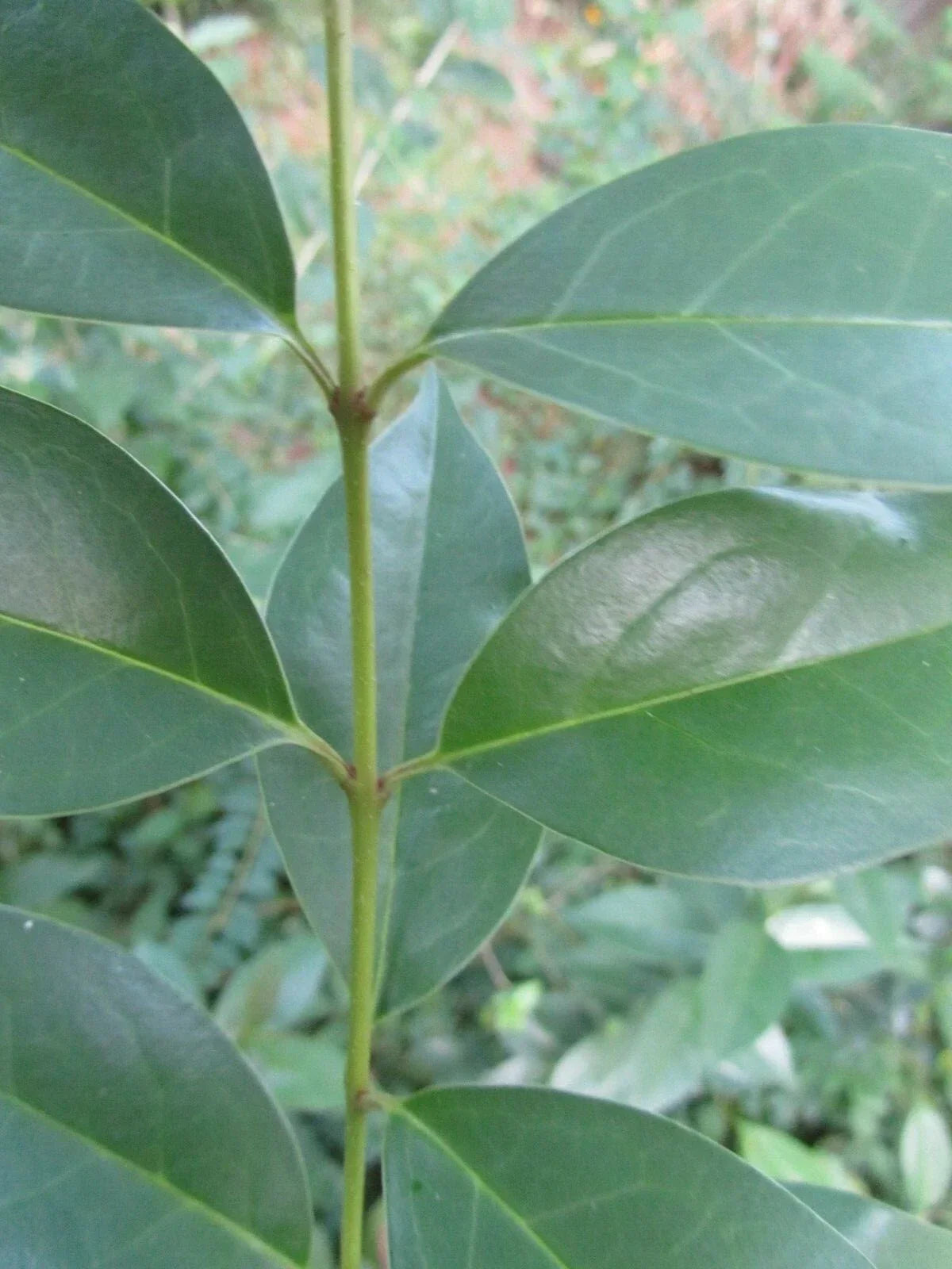 7 Ligustrum Japonicum Cuttings – Evergreen Shrub for Hedges, Garden Privacy, 6-8 Inches Long