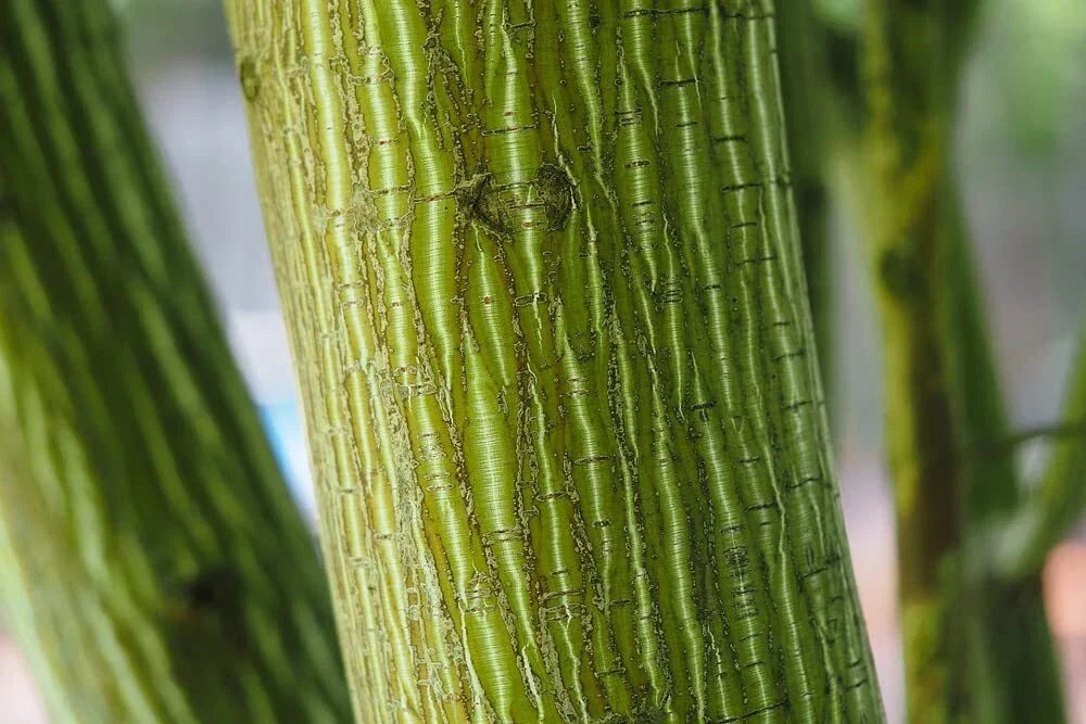 Snake Bark Maple Tree Seeds - 30 Seeds - Acer capillipes - Unique Bark, Autumn Foliage - Ideal for Planting and Landscaping