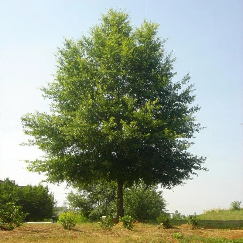 Live Willow Oak Tree 6" Well-Rooted Native Quercus Phellos Hardwood for Landscaping