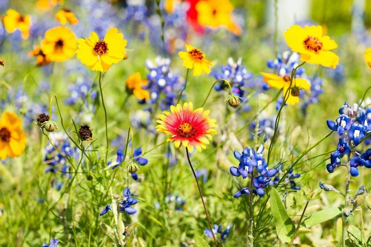 Wild Flower Mix Seeds Packet - Open-Pollinated Bulk Flower Seeds for Gardens - Various Colors - Various Species