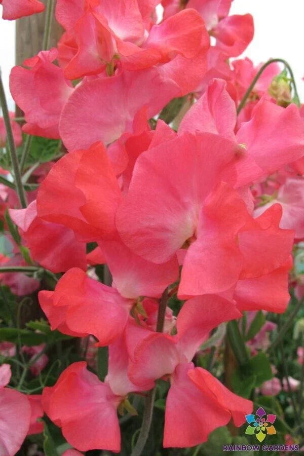 San Francisco Semi-Dwarf Sweet Pea Seeds - 50+ Pack, Edible Garden, Fragrant Annual Flower, Lathyrus odoratus