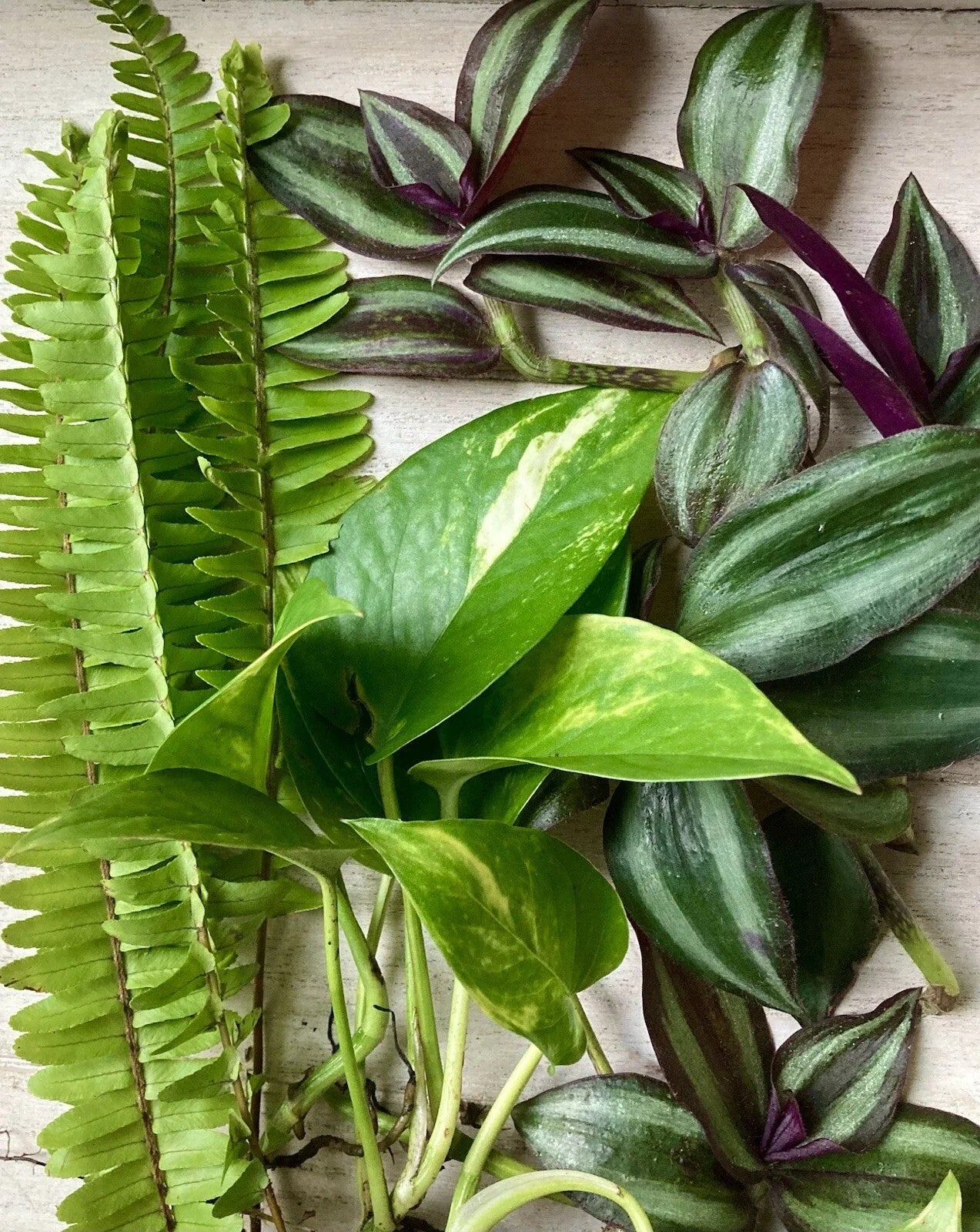 Rooted Plant Cuttings - 15 Assorted Varieties for Propagation - Indoor & Outdoor Gardening - Easy to Grow, Healthy Plants