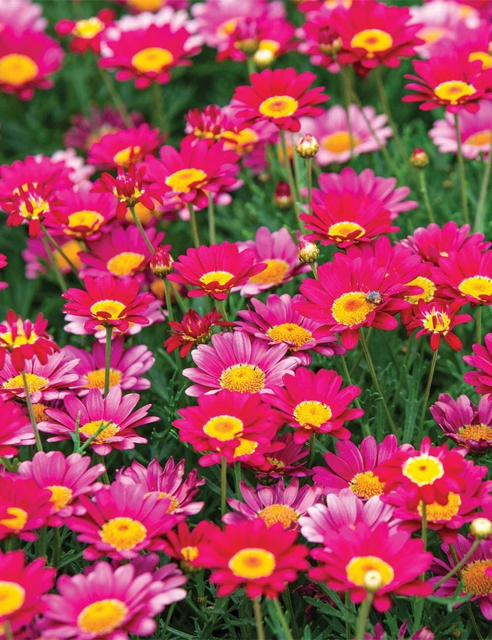 Bright Pink Marguerite Daisy Seeds - 200+ Argyranthemum frutescens Garden Flower Seeds for Borders, Containers & Pollinator Attraction