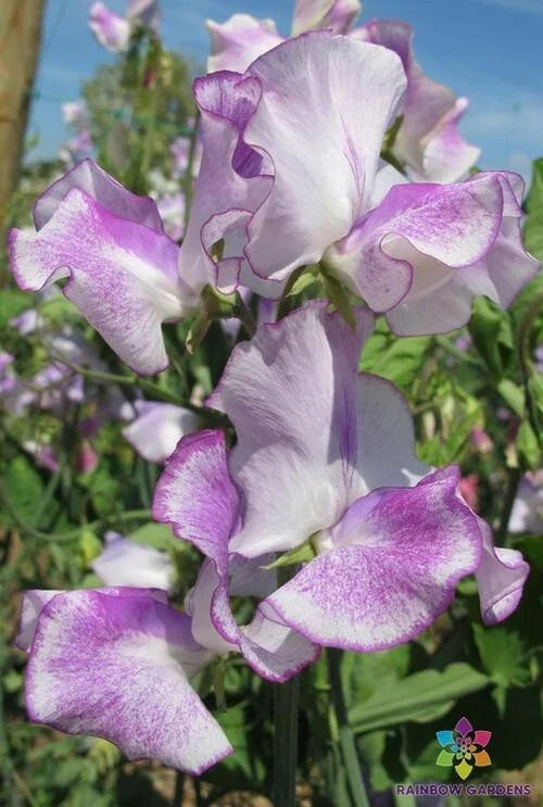 Sir Jimmy Shand Sweet Pea Seeds – Pink & Lavender Fragrant Climbing Vine, Lathyrus odoratus, 50 Seeds for Garden, Heirloom, USA Free Shipping