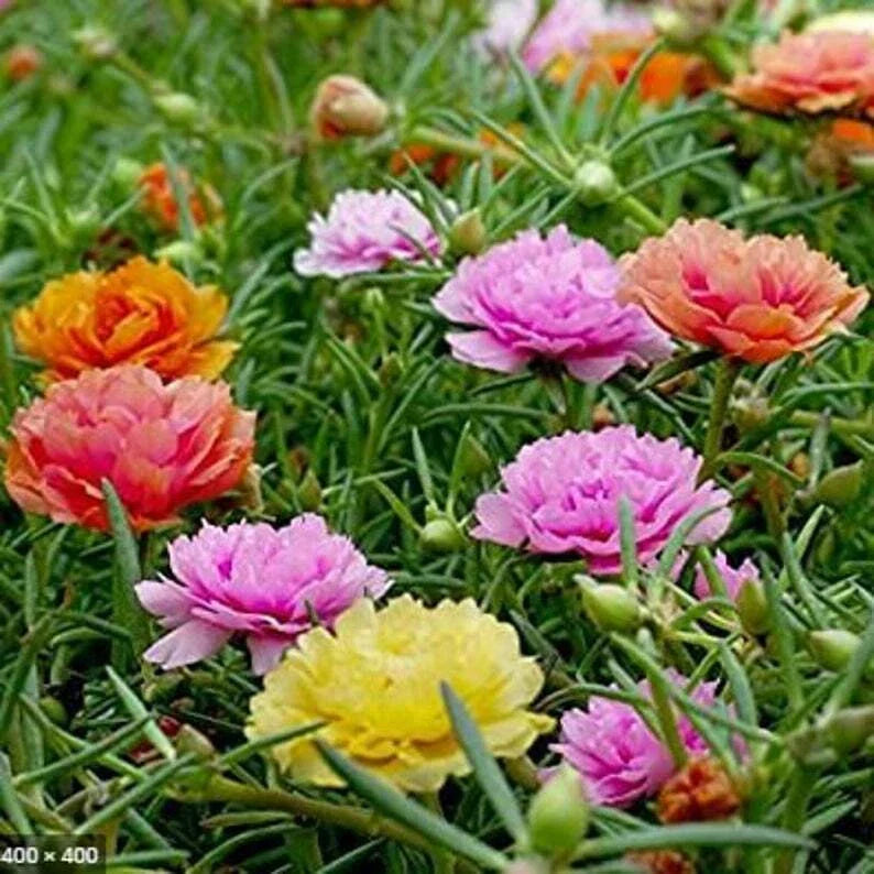 Double Mix Moss Rose Seeds - Portulaca grandiflora - Perennial Flower Seeds for Garden Beds & Containers - USA Seller