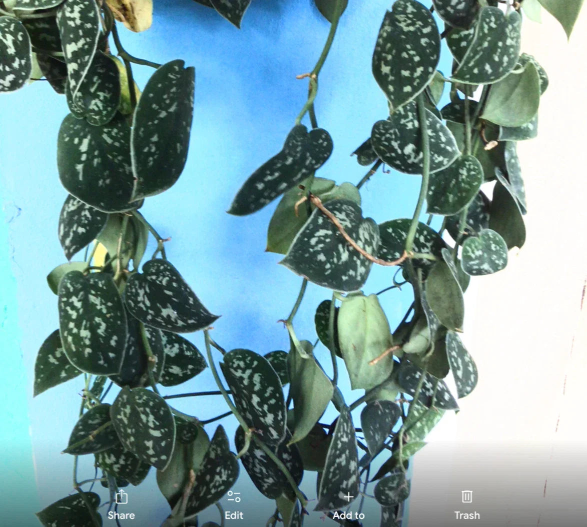 12” Rooted Variegated Silver Satin Pothos, Scindapsus Pictus, Indoor Houseplant, Easy Care, Trailing Vine, Air Purifier
