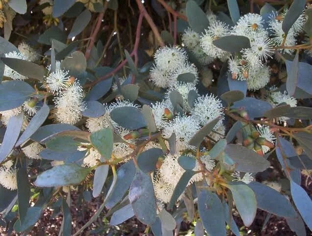 Eucalyptus Seeds - 50 Moot Perennial Tree Seeds - Fragrant Foliage & Pollinator Attractant - Eucalyptus spp.