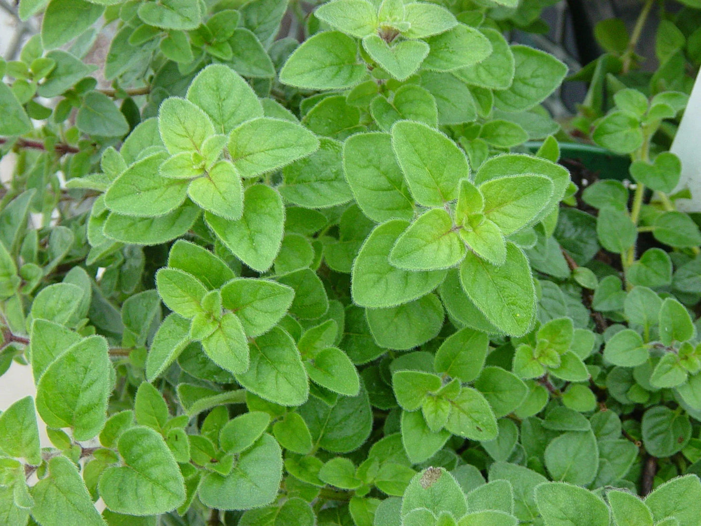 Italian Oregano Herb Seeds - 1000+ Non-GMO Seeds for Culinary Use, Origanum vulgare subsp. hirtum, Aromatic, Easy to Grow