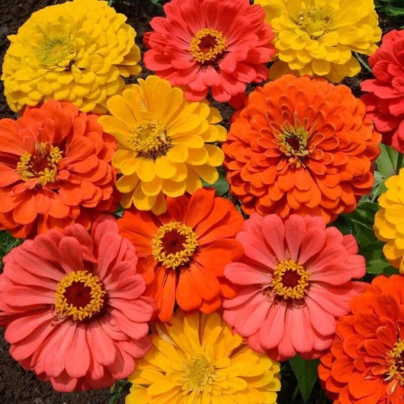 Zinnia Seeds Mix Fruity Beauty Variety - 25 Pack, Colorful Annuals for Garden, Zinnia elegans