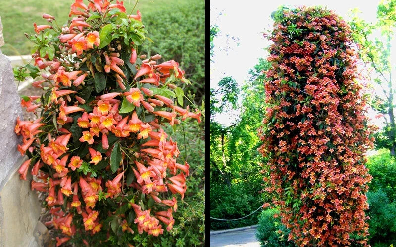 Bignonia "Tangerine Beauty" Crossvine Rooted Starter Plant for Trellises, Vibrant Orange Blooms, Butterfly Attractant, Pollinator Friendly