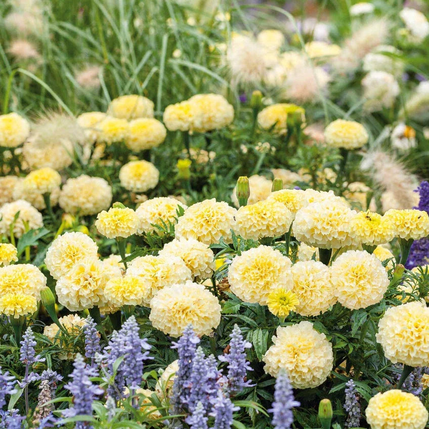 African Marigold Seeds - MOONLIGHT Double Blooms for Bees - Tagetes erecta - Non-GMO, Full Sun, Flower Bed & Container Planting