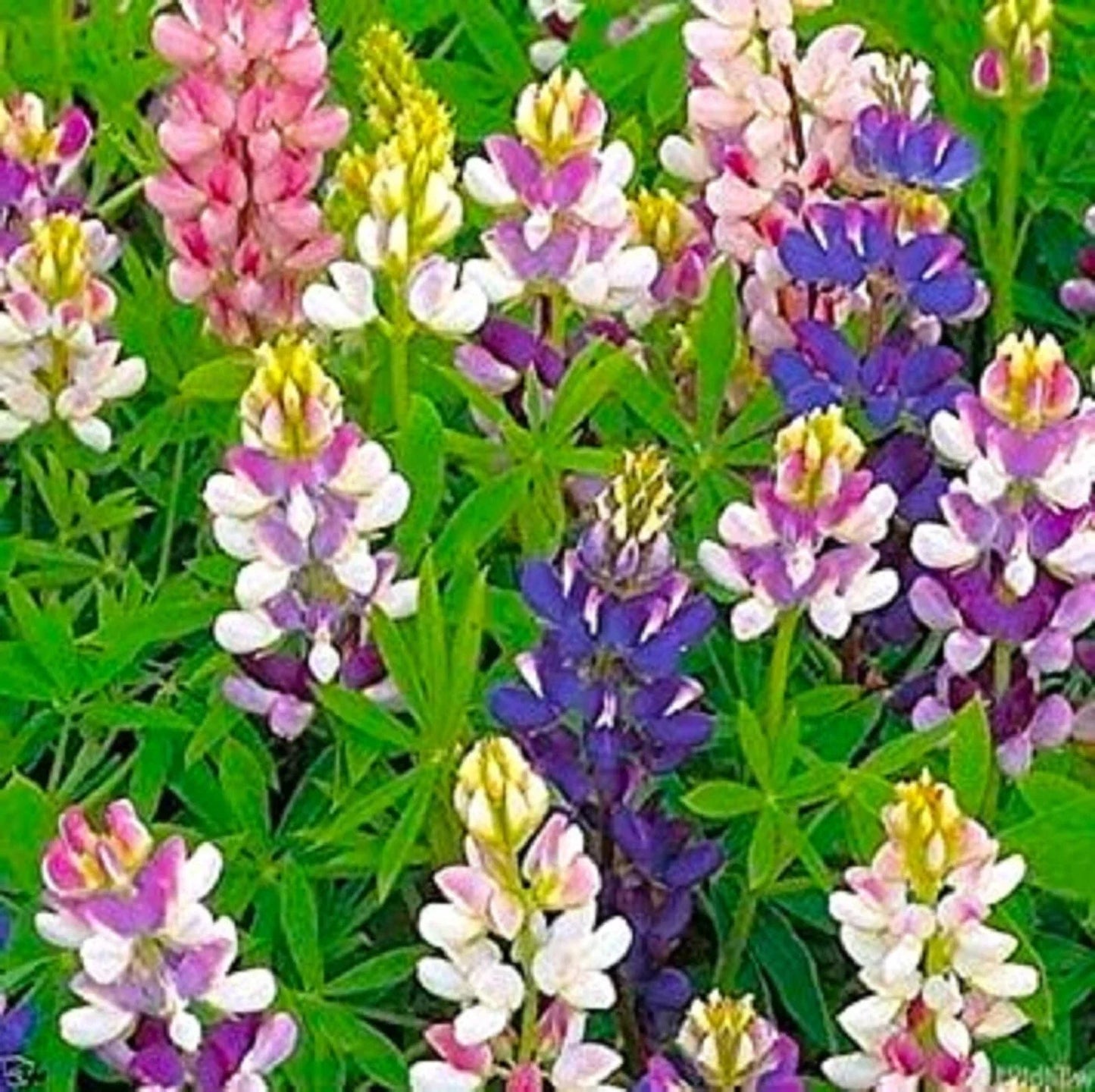 Dwarf Lupine Seeds Pixie Delight Mix – Colorful Wildflower Blend – Lupinus polyphyllus – Perennial Garden Seeds for Borders & Containers