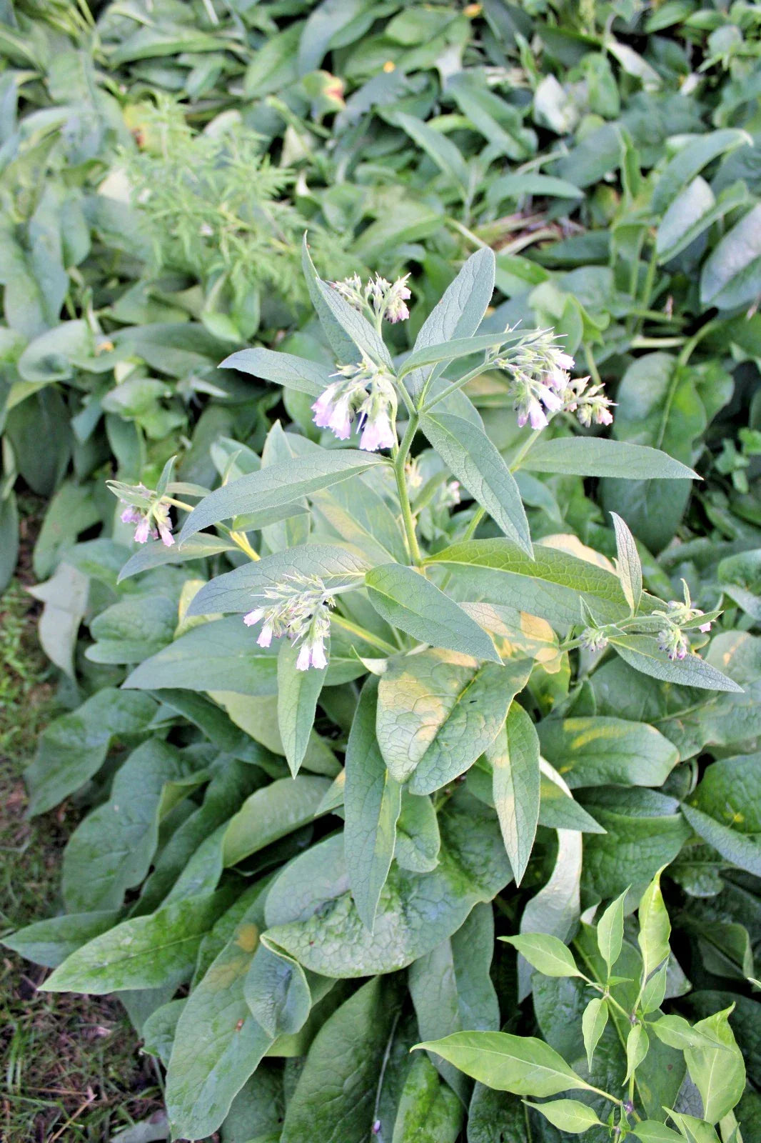 Fresh Harvest Organic Comfrey Roots 11 Pieces Russian Variety Symphytum officinale for Planting and Soil Enrichment