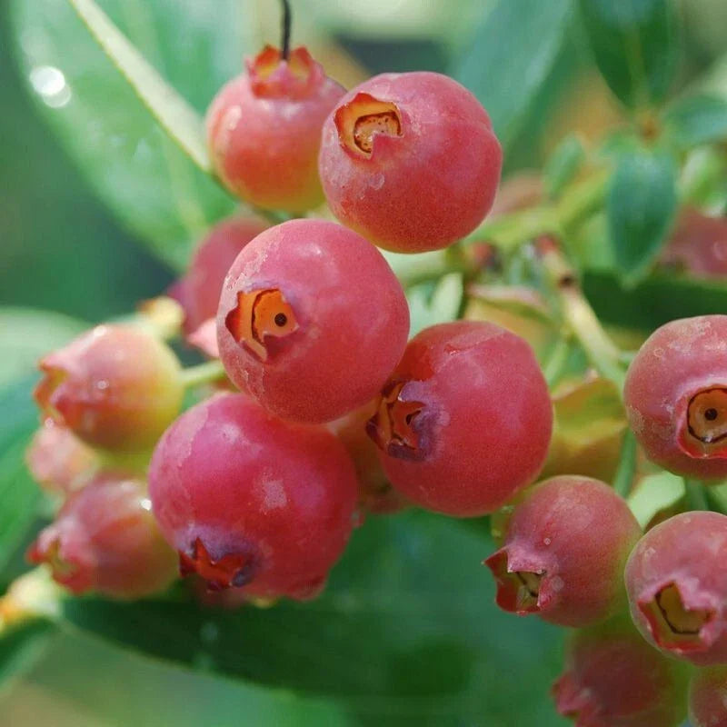 Pink Lemonade Blueberry Plant - Rooted, Self-Pollinating, Zones 5-8, Vaccinium corymbosum, Pink Berries, Drought-Resistant