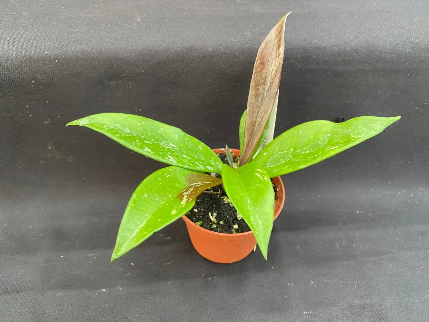 Hoya Plant 2.5" Pot Royal Hawaiian Purple Hoya pubicalyx Variegated Indoor Houseplant