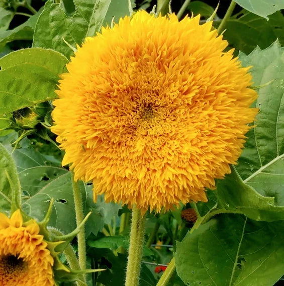 Tall Teddy Bear Sunflower Seeds | Giant Sungold Big Gold Helianthus annuus | 4-5 ft Bushy, Double Blooms, Full Sun