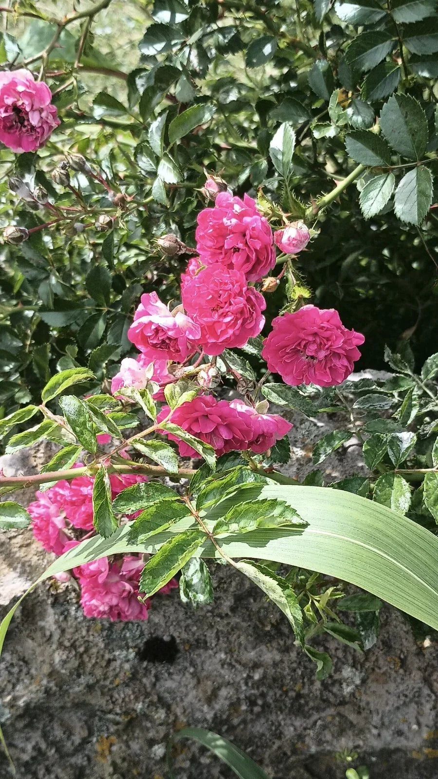 Pink Seven Sisters Rose Cuttings – 8 Heirloom Climbing Rose Propagation Rosa multiflora No Roots Garden Plant