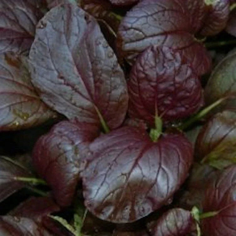 Purple Magic Epic Pak Choi Hybrid Seeds – Brassica rapa, Non-GMO, Heirloom, Fast-Growing Vegetable Seeds, Home Garden, Edible Greens