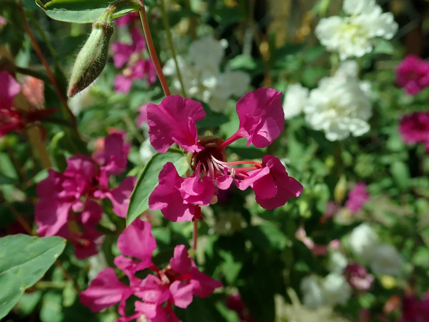 Clarkia Elegans Flower Seeds - 2,000 Non-GMO Wildflower Seeds for Gardens, Borders & Meadows - Mountain Garland, Vibrant Blooms