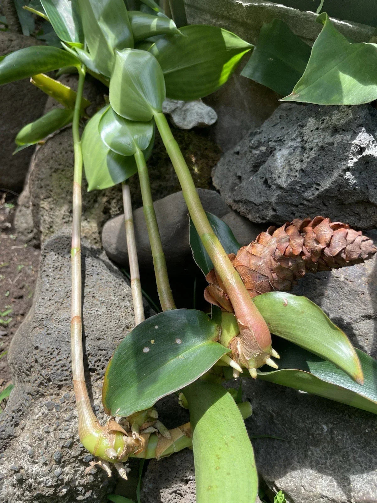 Costus Woodsonii Cuttings - Organic Red Indian Head Ginger - Hawaii Grown - Tropical Plant for Garden or Indoor Decor