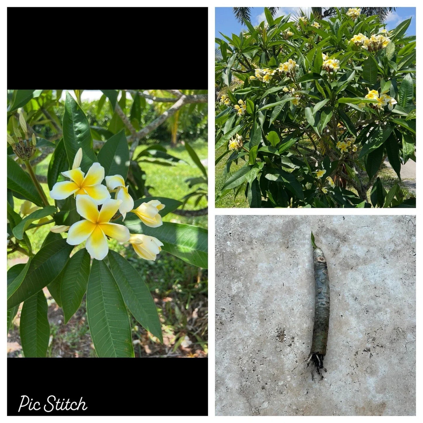 Plumeria Cutting 6-10" Rooted Bare Root White Yellow Flower Tropical Garden Plant