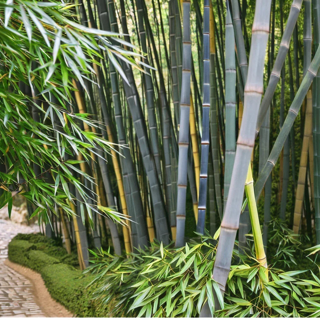 50 Bamboo Seeds Tropical Blue Bambusa vulgaris Clumping Privacy Screen for Garden Landscaping