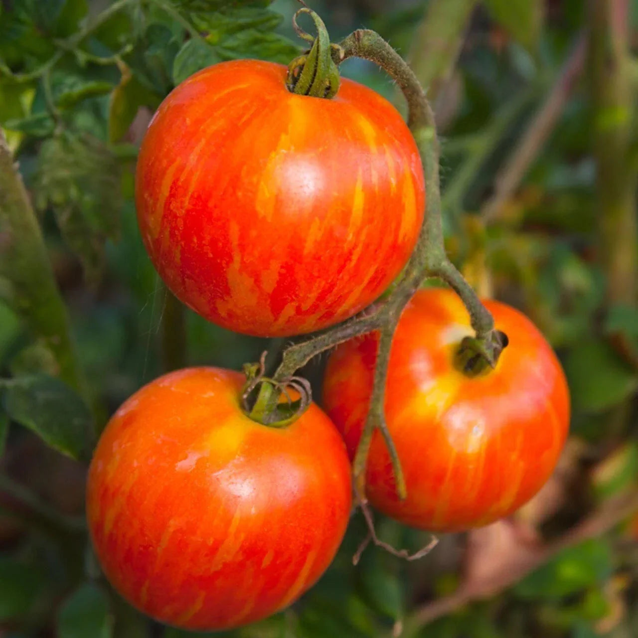 Red Zebra Tomato Seeds - Organic Heirloom Lycopersicon esculentum 20-Pack, Striped Red and Yellow Fruit, Disease-Resistant, USA Grown