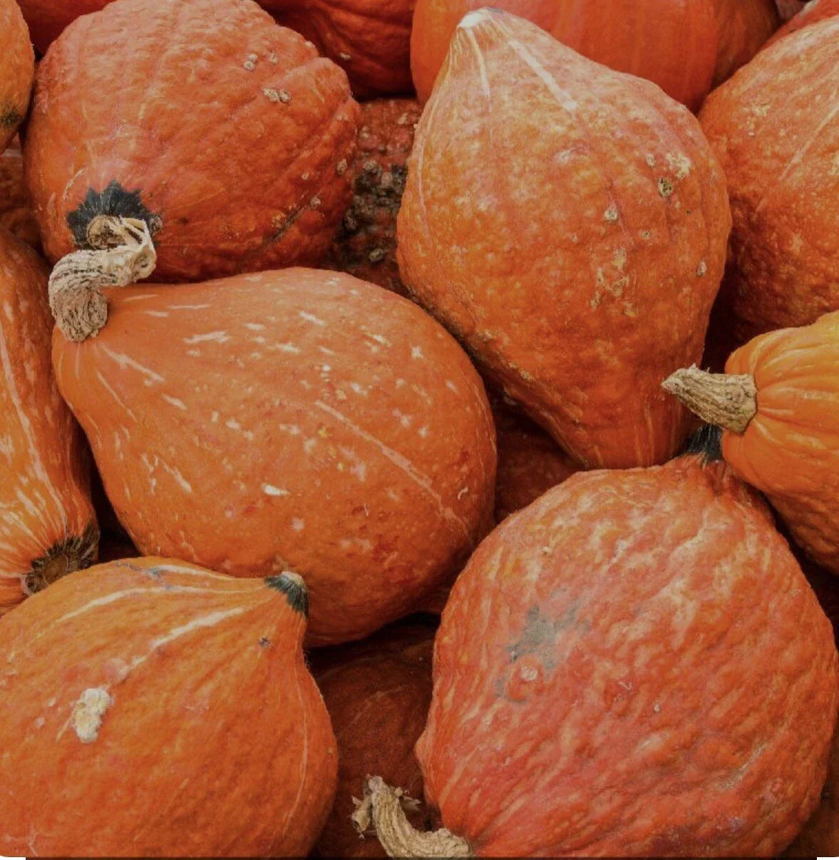 Golden Hubbard Winter Squash Seeds - 20+ Non-GMO Open Pollinated Cucurbita maxima for Home Gardening