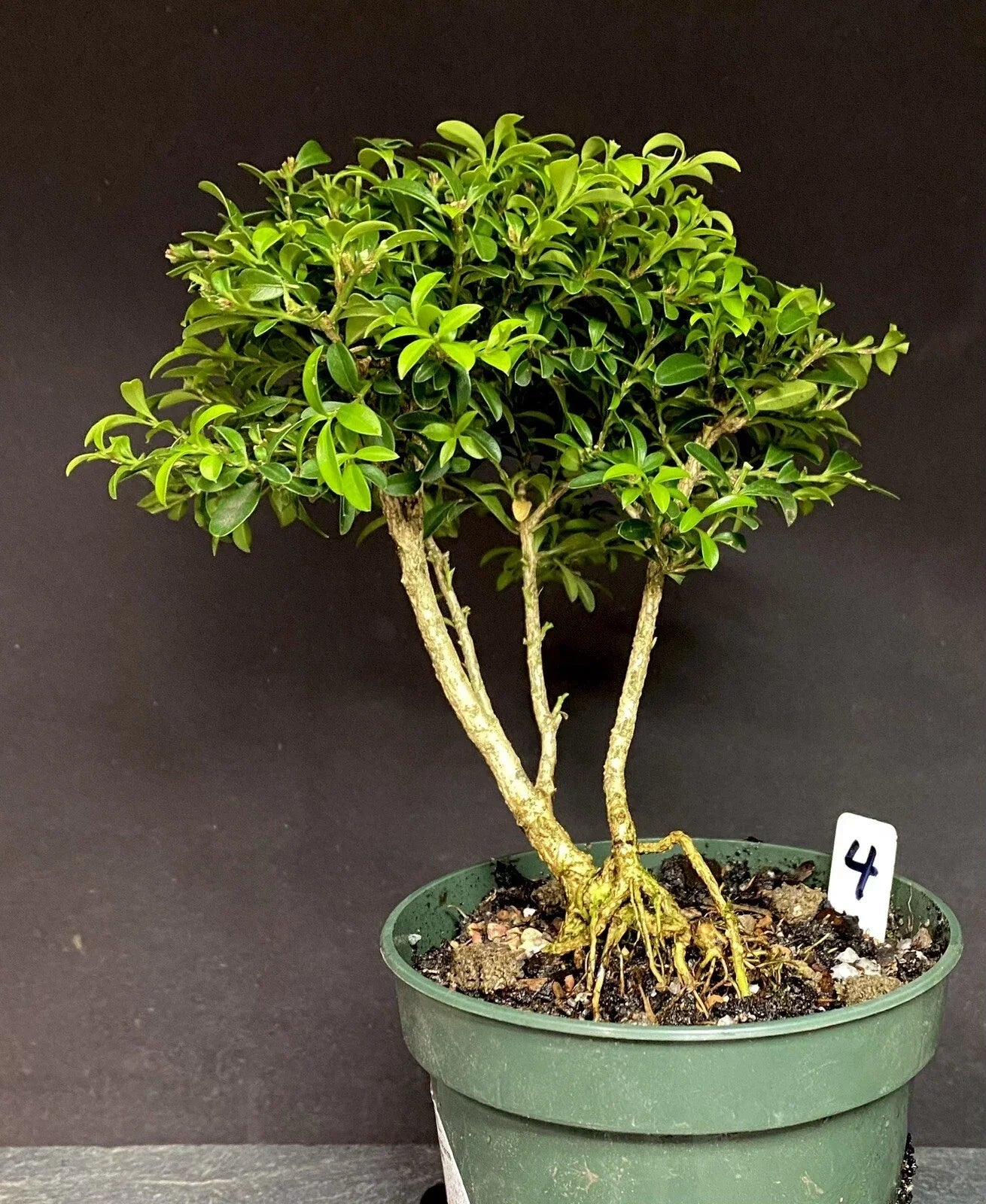 Bonsai Tree Pre-Bonsai Kingsville Boxwood 8-10 Years Buxus microphylla var. japonica Ready to Pot