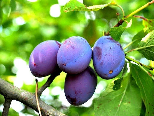 Damson Blue Plum Fruit Tree Cuttings – 5 Unrooted Organic Propagation Cuttings Prunus domestica