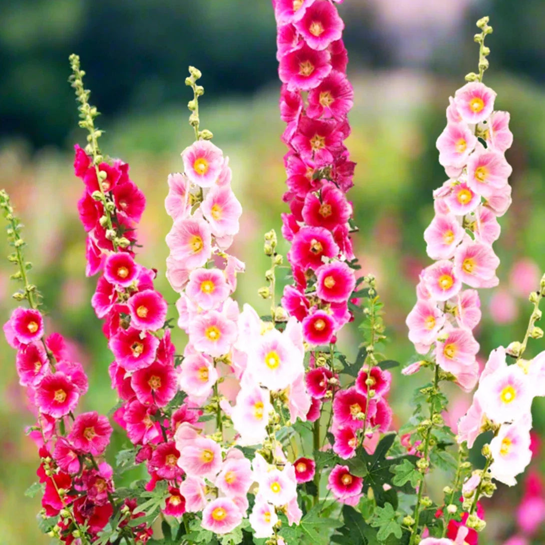 Hollyhock Seeds - Single Flowered Mix - Alcea rosea - Garden Flower Seeds for Borders & Cuttings