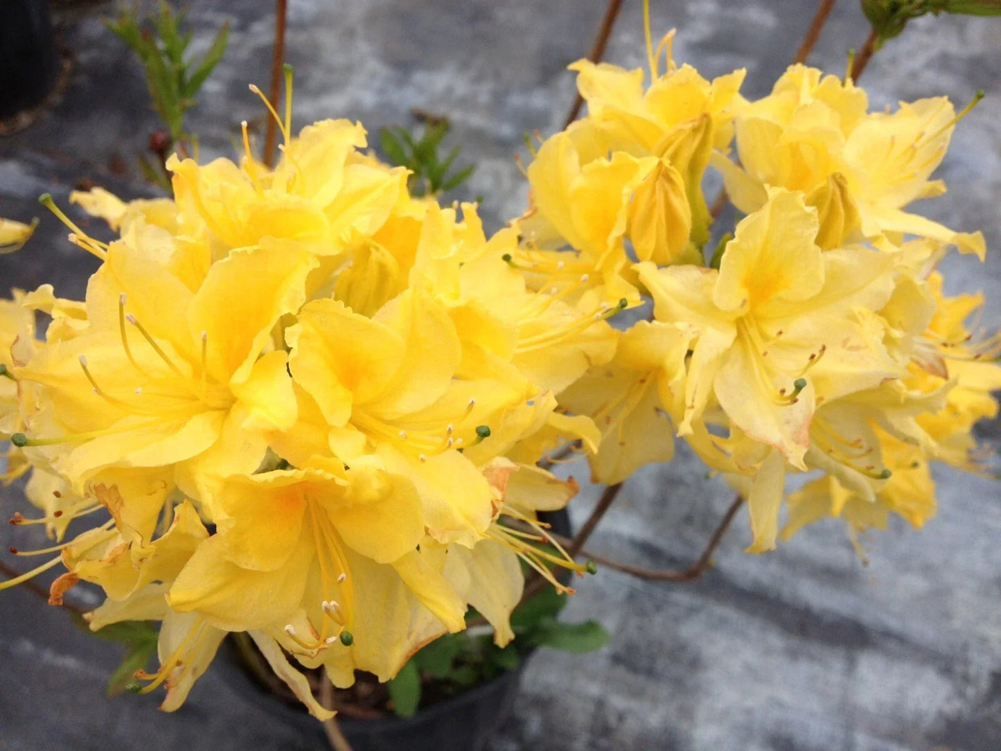 Aromi Azalea Starter Plant 'Lemon Lights' Rhododendron Hybrid - Yellow Blooms, Garden or Container Plant