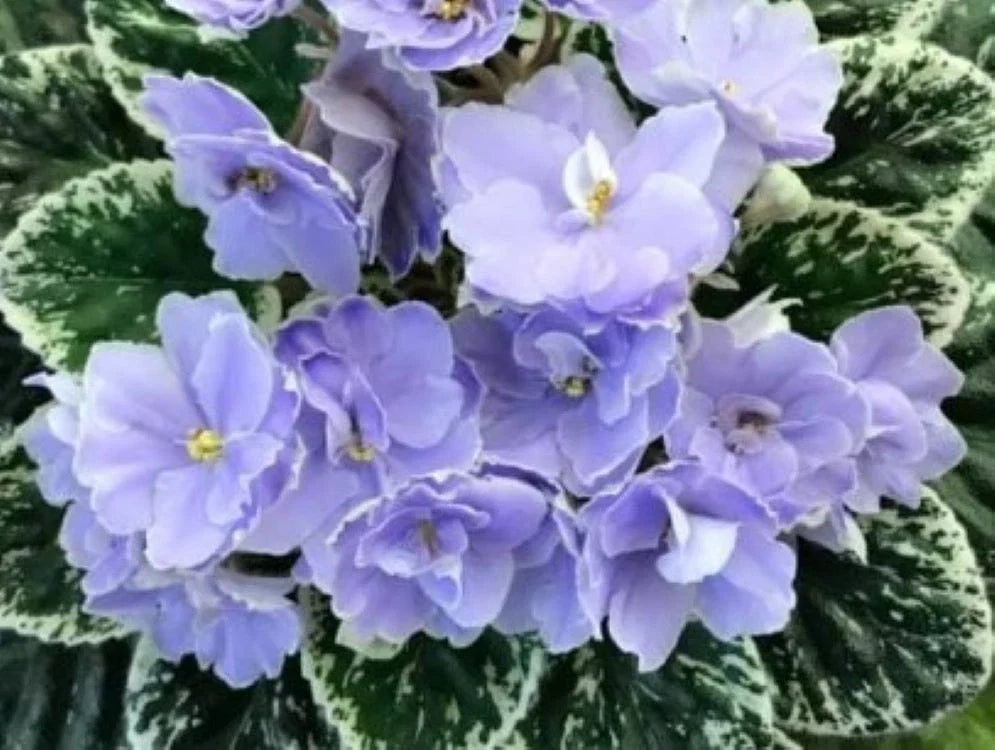 African Violet Leaves 2 Pack Hunter's Blue Northern Saintpaulia ionantha Indoor Plant Propagation
