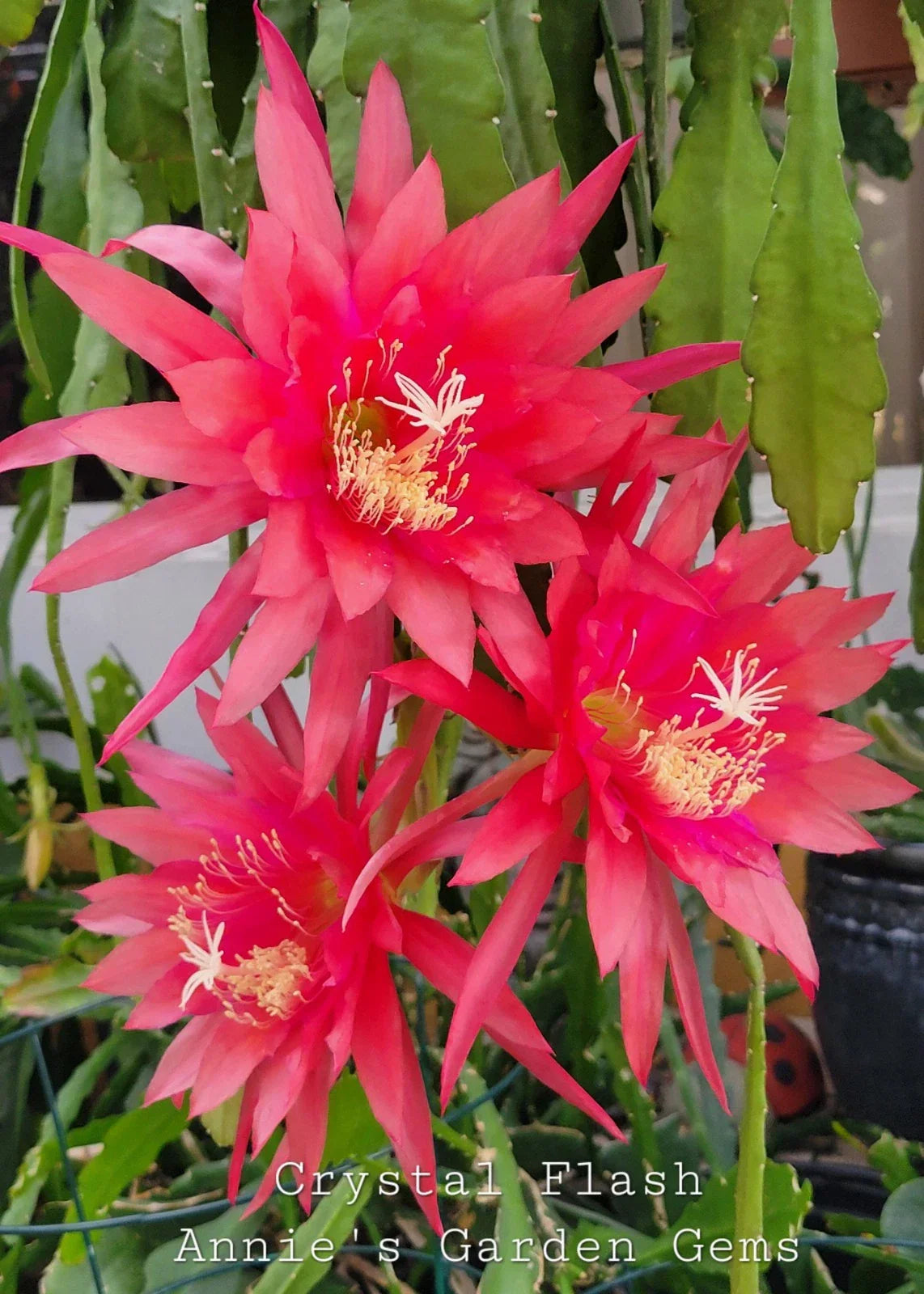 Epiphyllum Crystal Flash Orchid Cactus 4-Inch Pot | Easy Care Succulent Indoor Houseplant | Vibrant Blooms