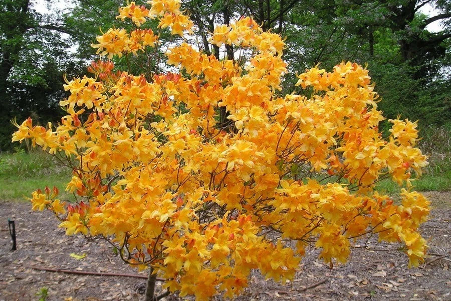 Aromi Azalea Plant - Well Rooted Rhododendron Hybrid Fantastique - Evergreen Shrub for Garden and Container